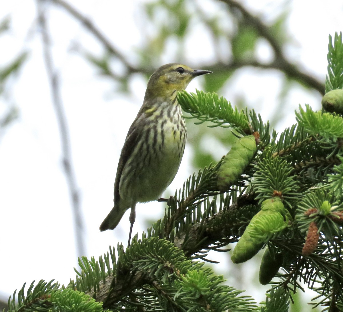 Cape May Warbler - ML238615481