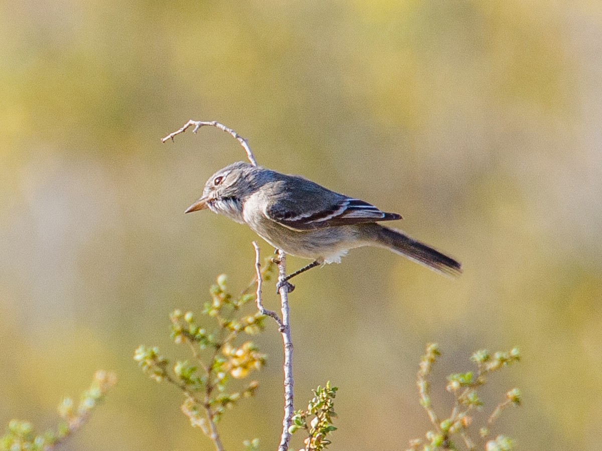 Gray Flycatcher - Jim Scarff