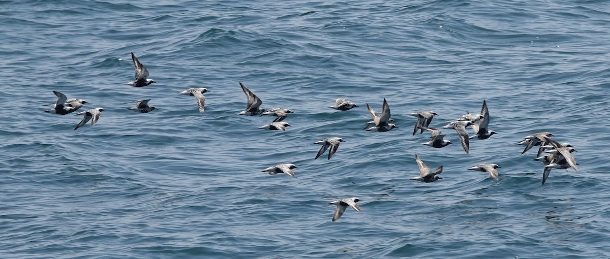 Black-bellied Plover - ML238616161