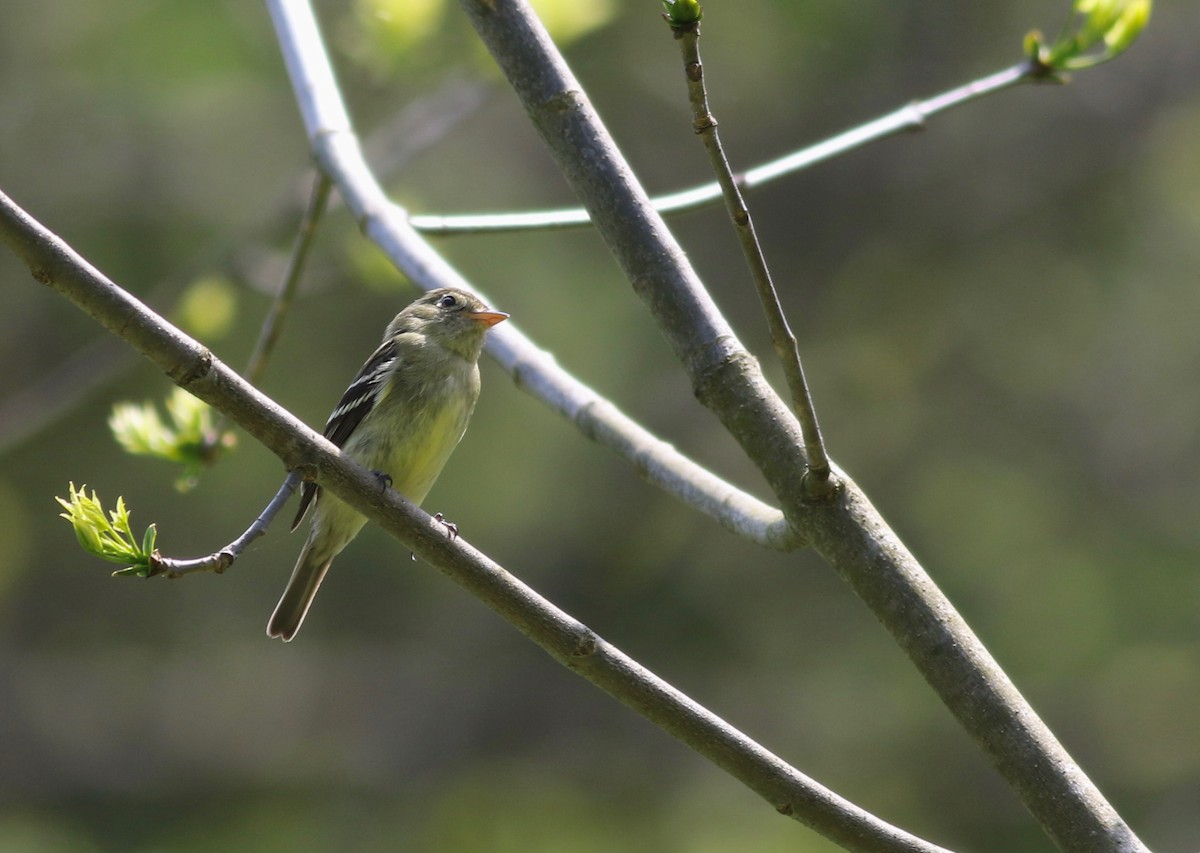 Yellow-bellied Flycatcher - ML238623271