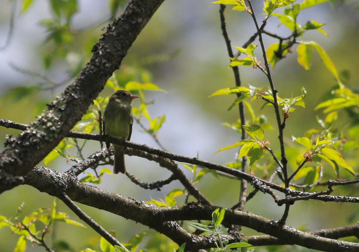 Yellow-bellied Flycatcher - ML238623281