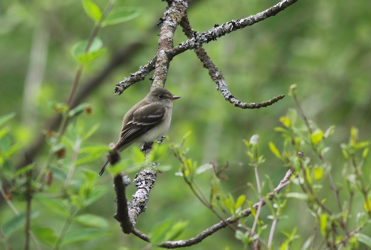 Alder Flycatcher - ML238623341