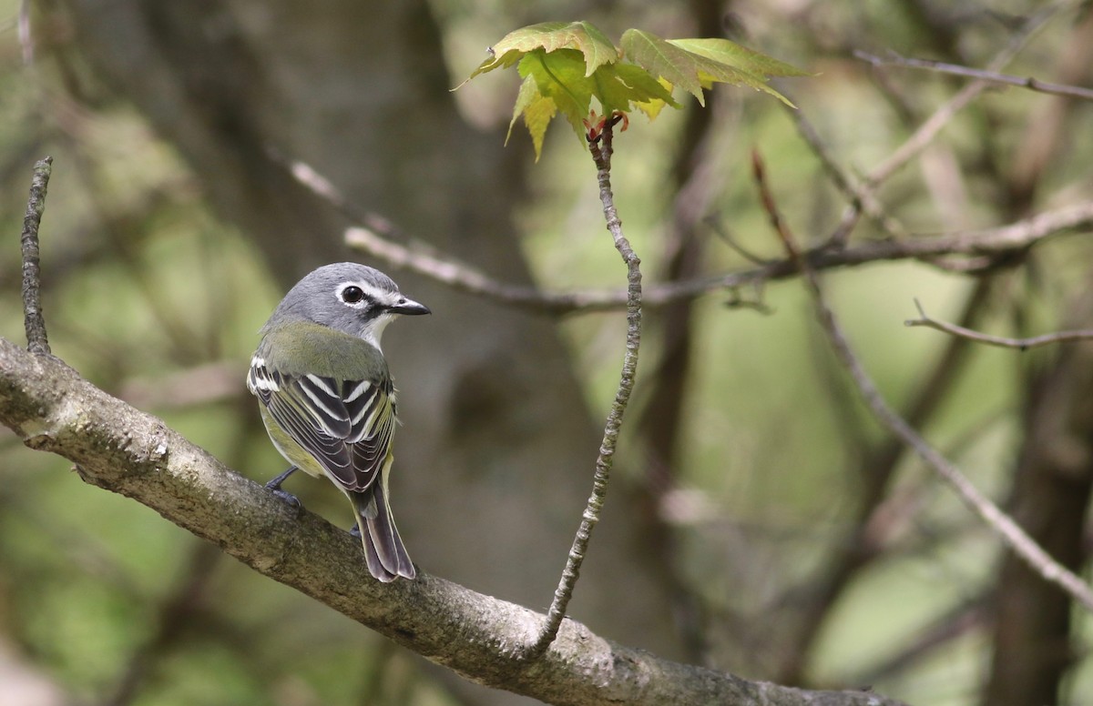 Blue-headed Vireo - Shawn Billerman