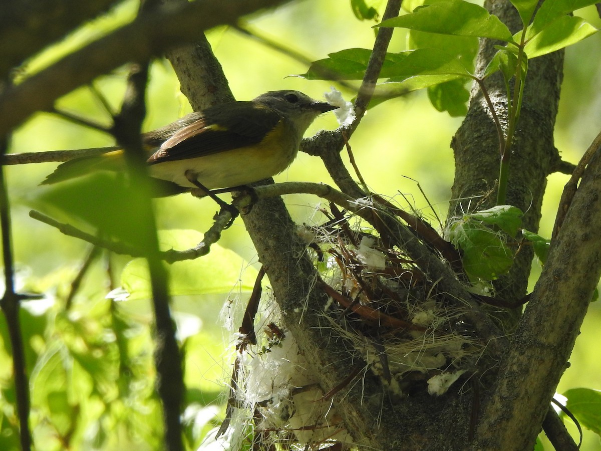 American Redstart - ML238623701