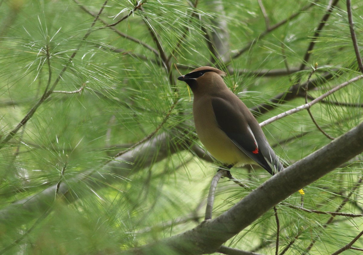 Cedar Waxwing - ML238623711