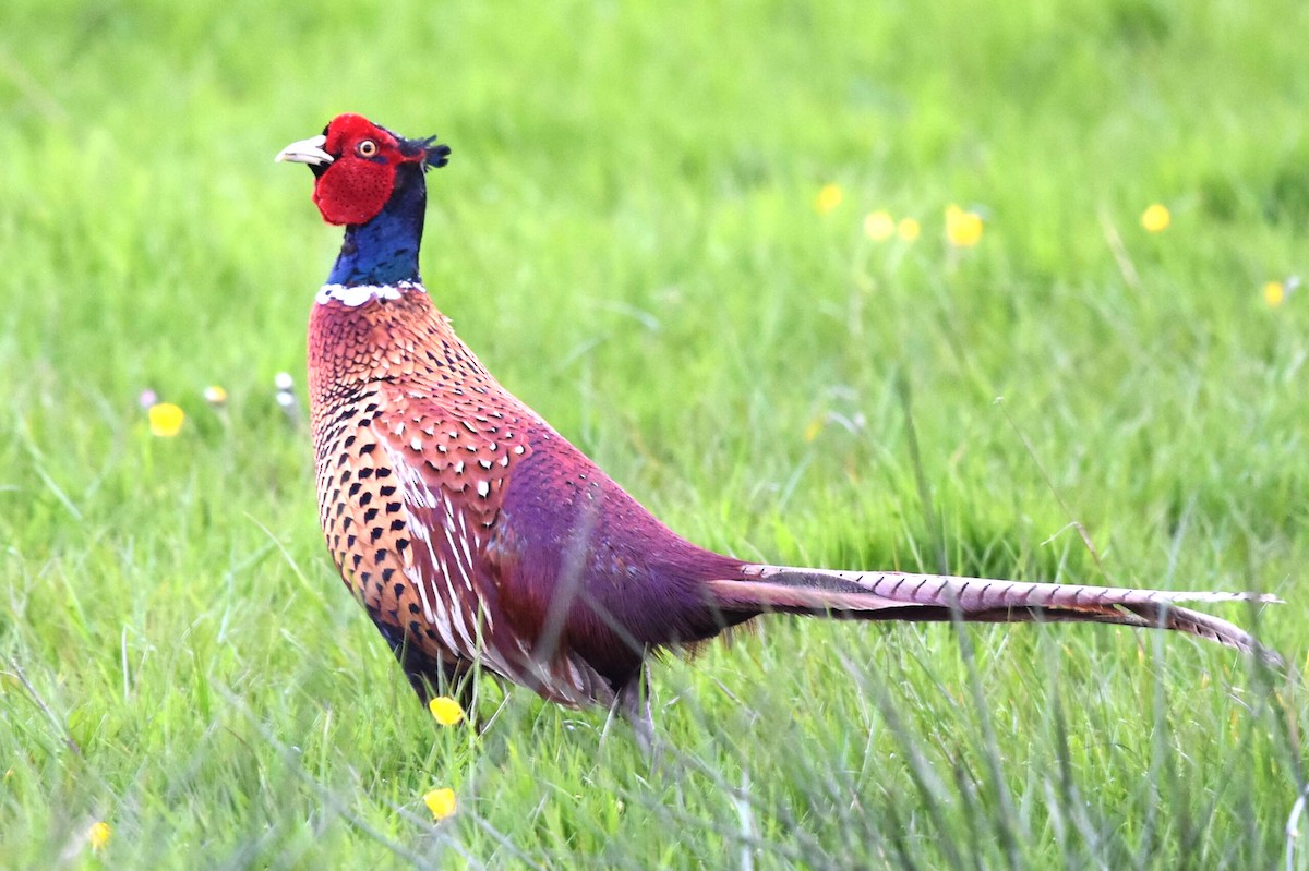 Ring-necked Pheasant - Blair Whyte