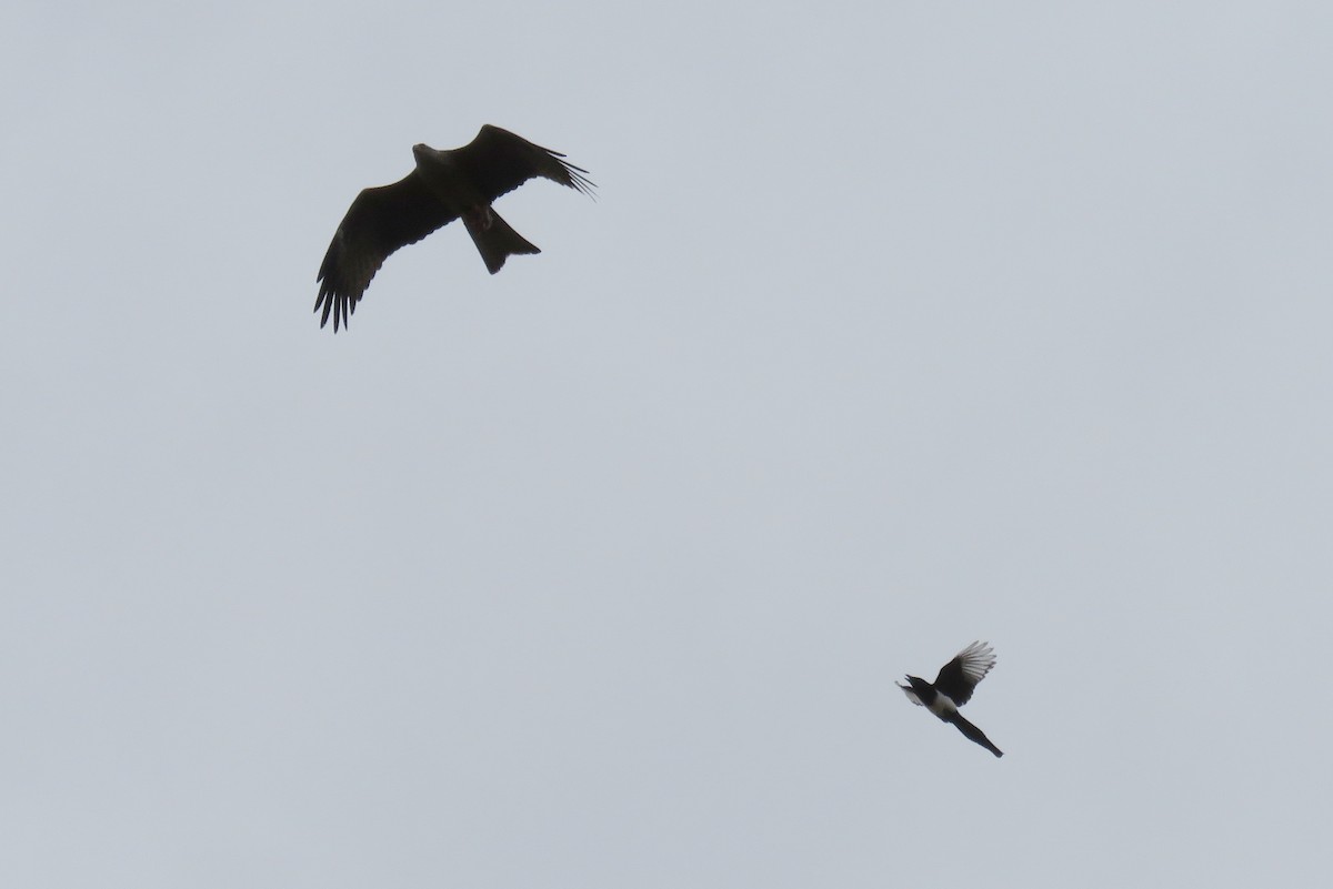 Black Kite - Miguel Rodríguez Esteban