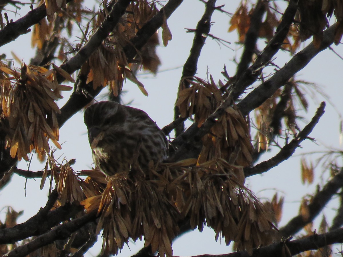 Purple Finch - ML23862561