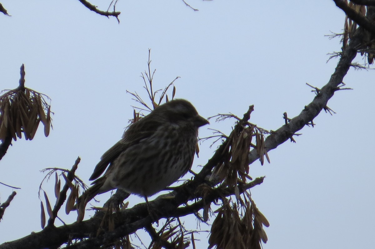 Purple Finch - ML23862651