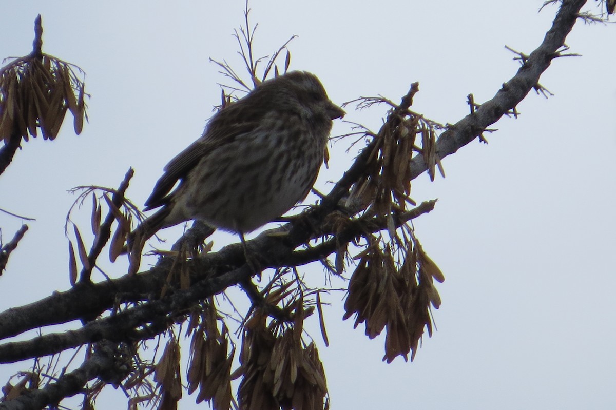 Purple Finch - ML23862671