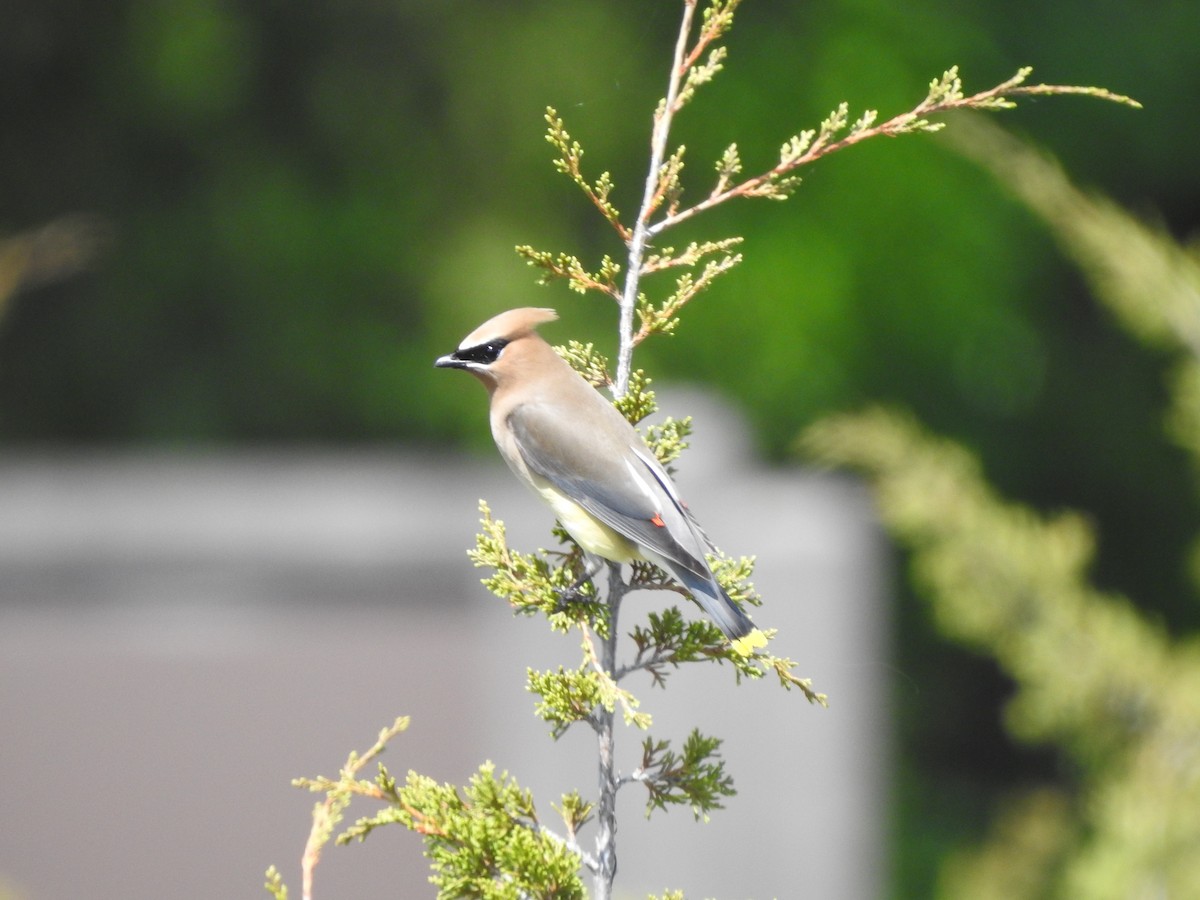 Cedar Waxwing - ML238627241