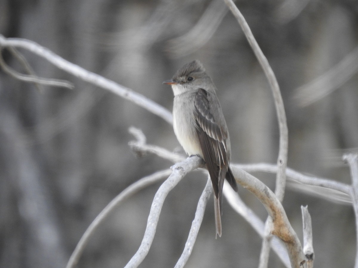 Western Wood-Pewee - Tyler Stewart