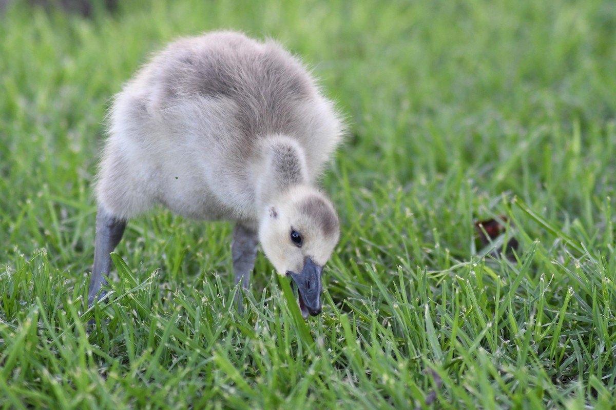 Canada Goose - Katie Warner