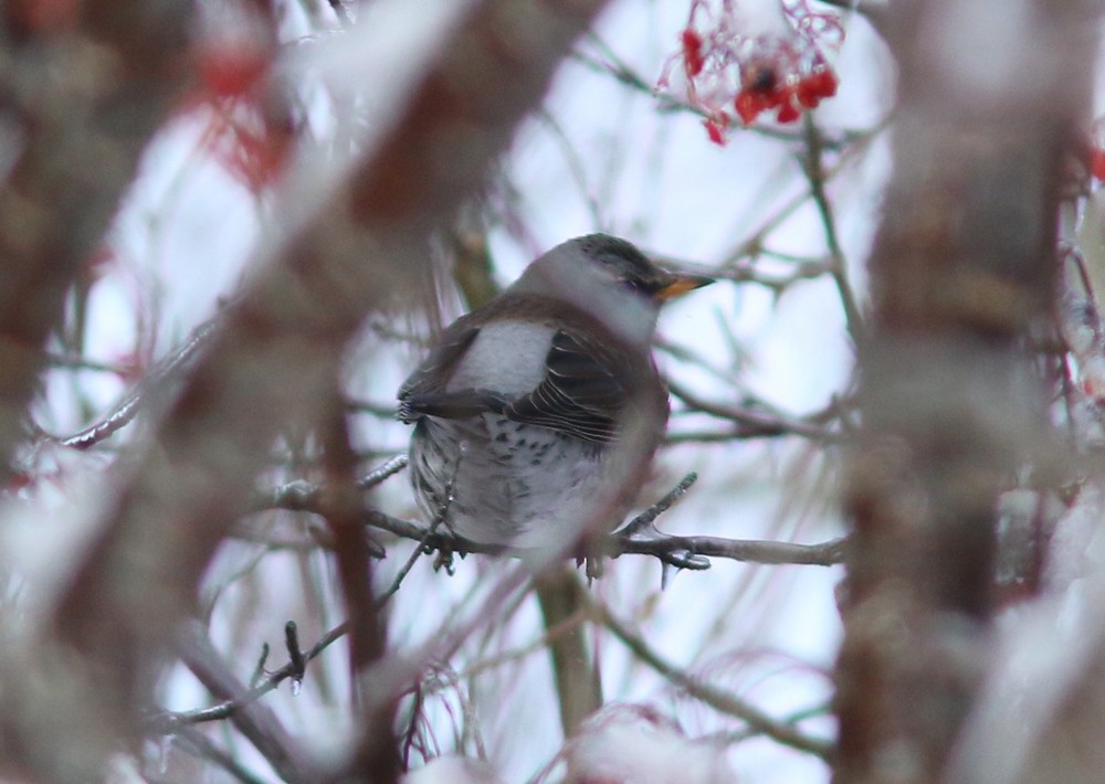 Fieldfare - Jared Clarke