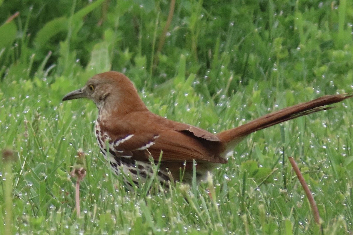 Brown Thrasher - ML238629671