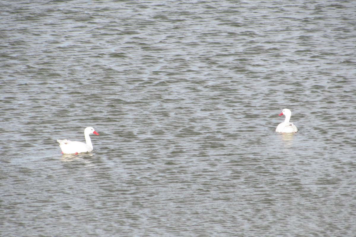 Coscoroba Swan - ML238631301