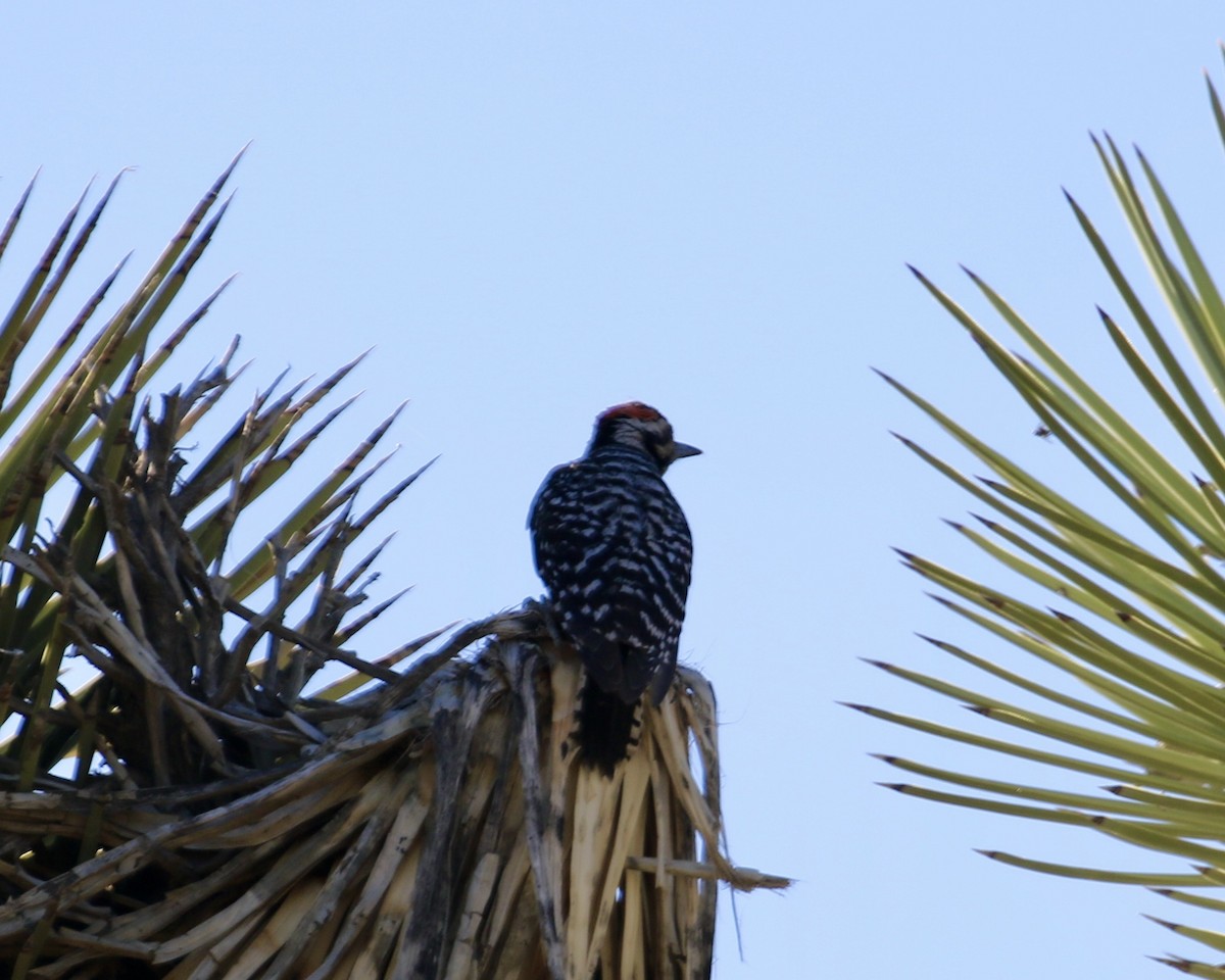 Ladder-backed Woodpecker - ML238631981