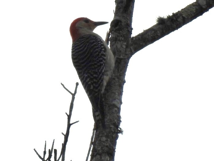 Red-bellied Woodpecker - ML238632251