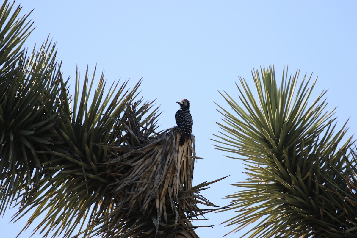 Ladder-backed Woodpecker - ML238632501