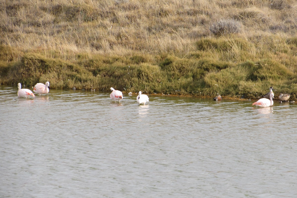 Chilean Flamingo - ML238633441