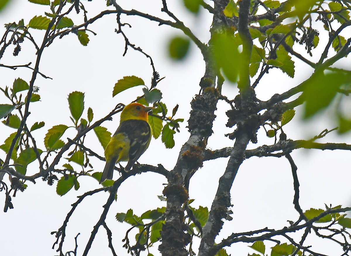 Western Tanager - ML238634191