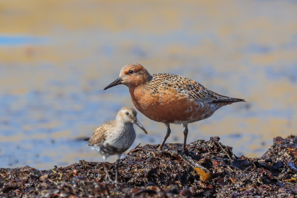 Red Knot - ML238635271