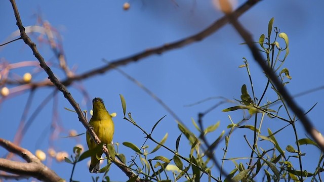 Golden-rumped Euphonia - ML238635941