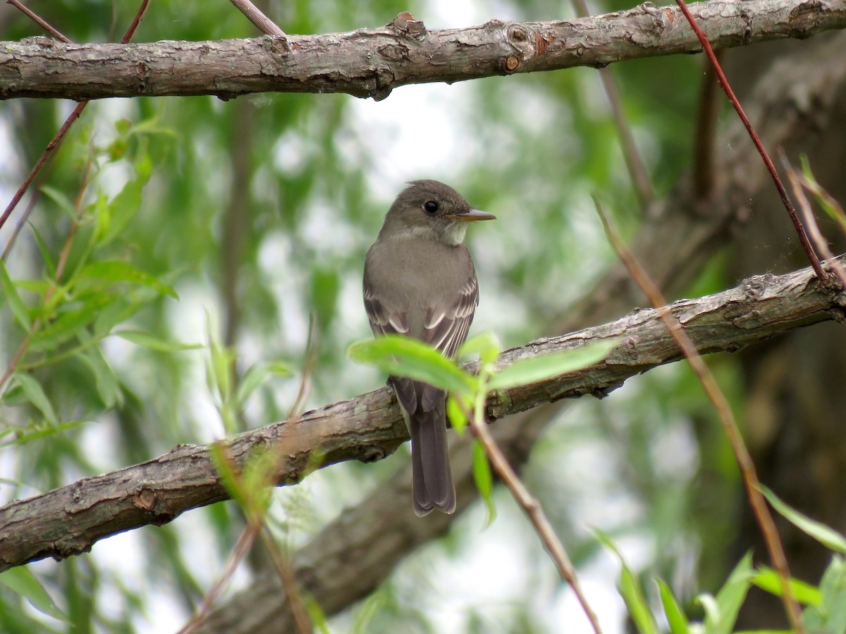 Eastern Wood-Pewee - ML238637061