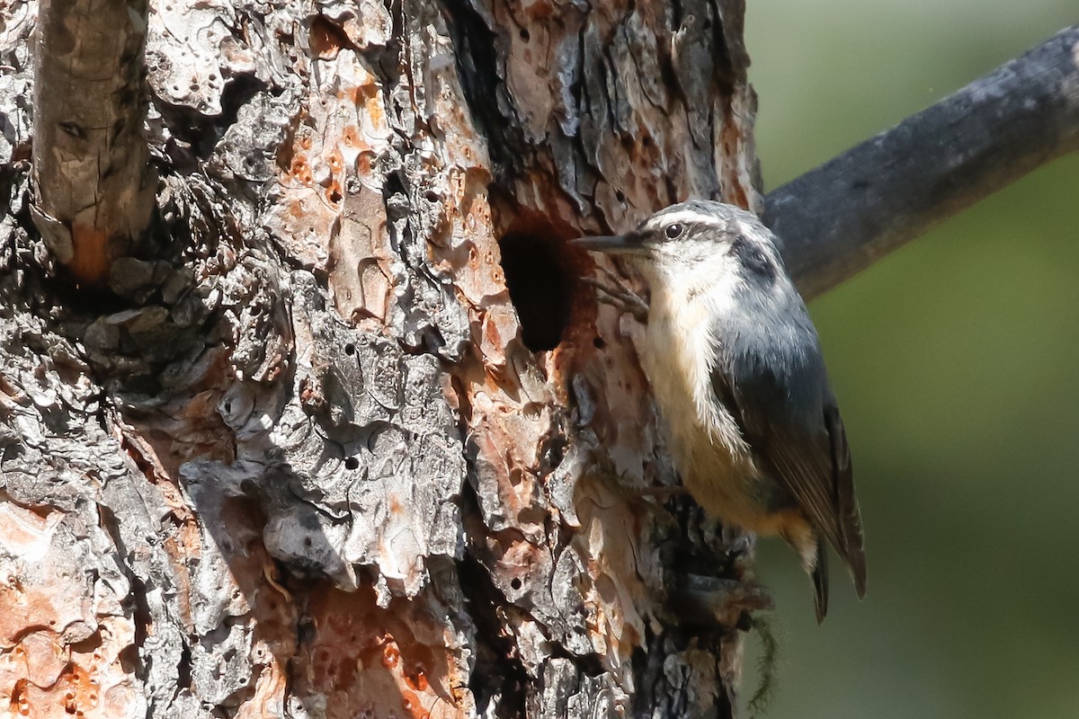 Red-breasted Nuthatch - ML238637091