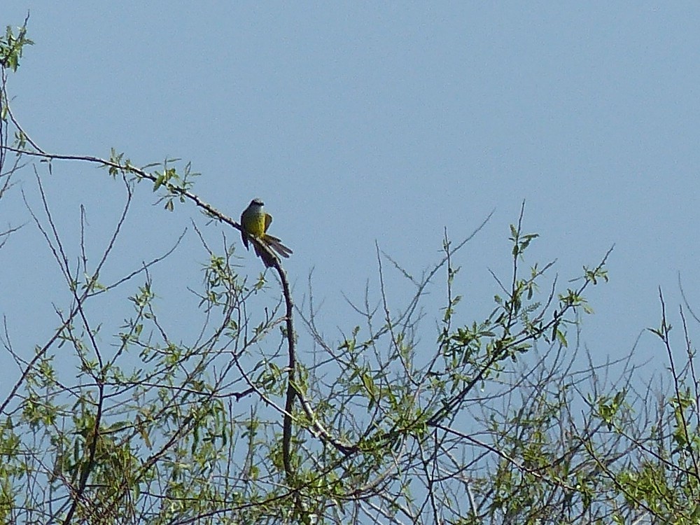 Tropical Kingbird - Frank Marenghi