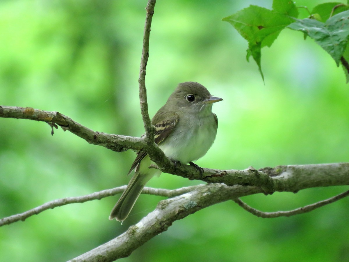 Acadian Flycatcher - ML238638041