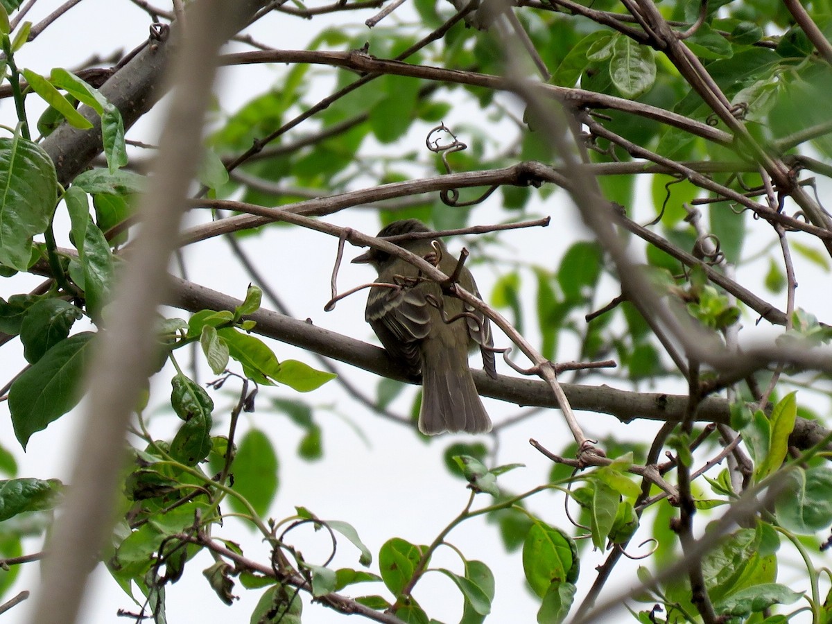 Alder Flycatcher - ML238638381