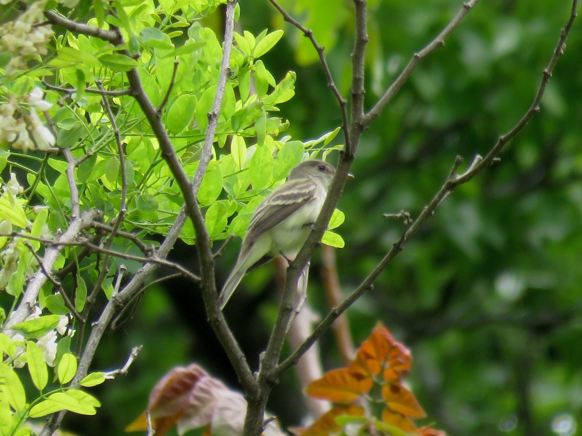 Alder Flycatcher - ML238638911