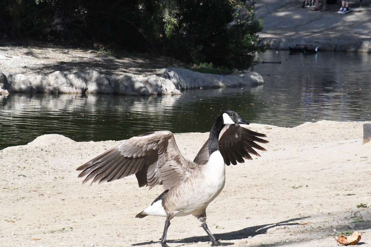 Canada Goose - Katie Warner