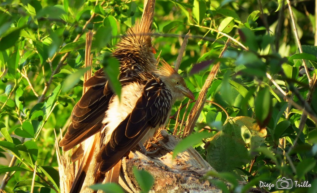 Guira Cuckoo - ML238639901