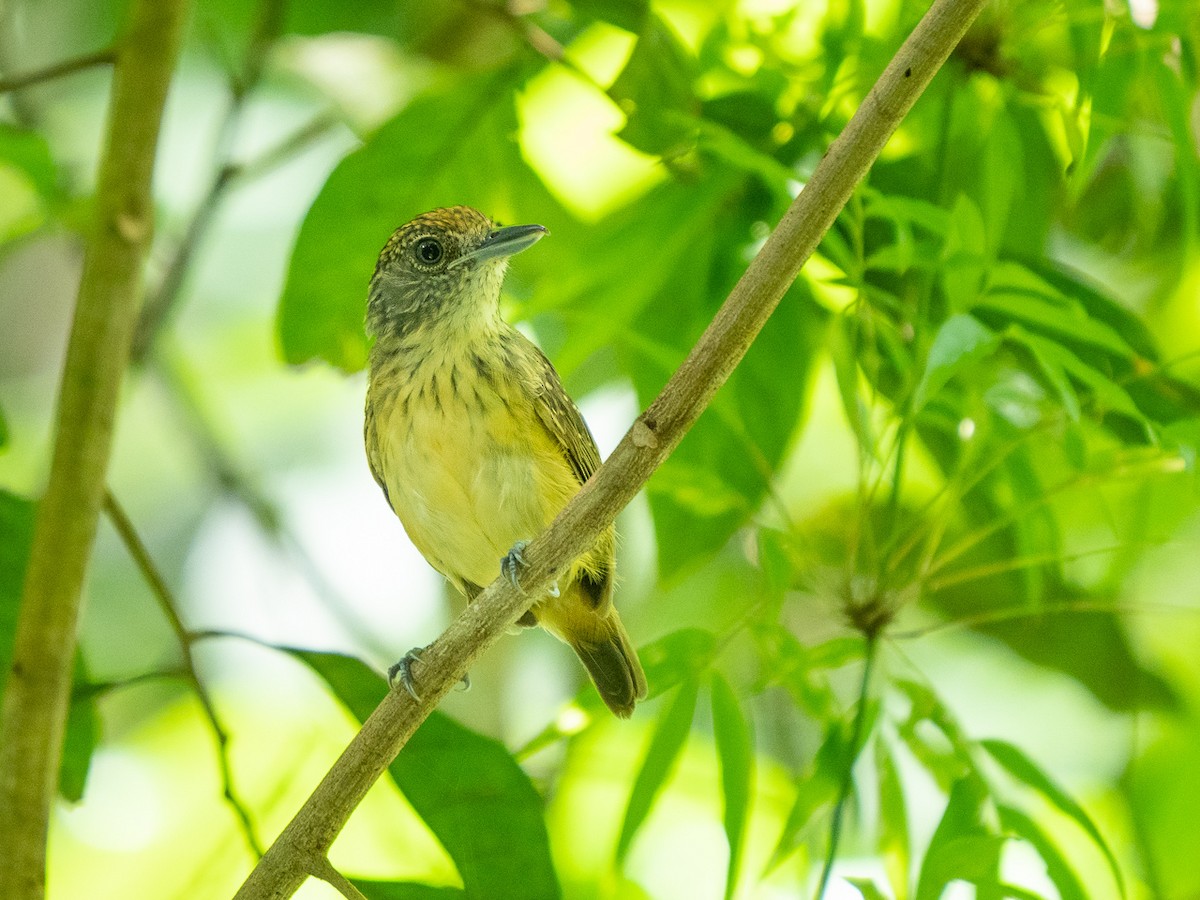 Tüpfelkronen-Ameisenvogel - ML238640011