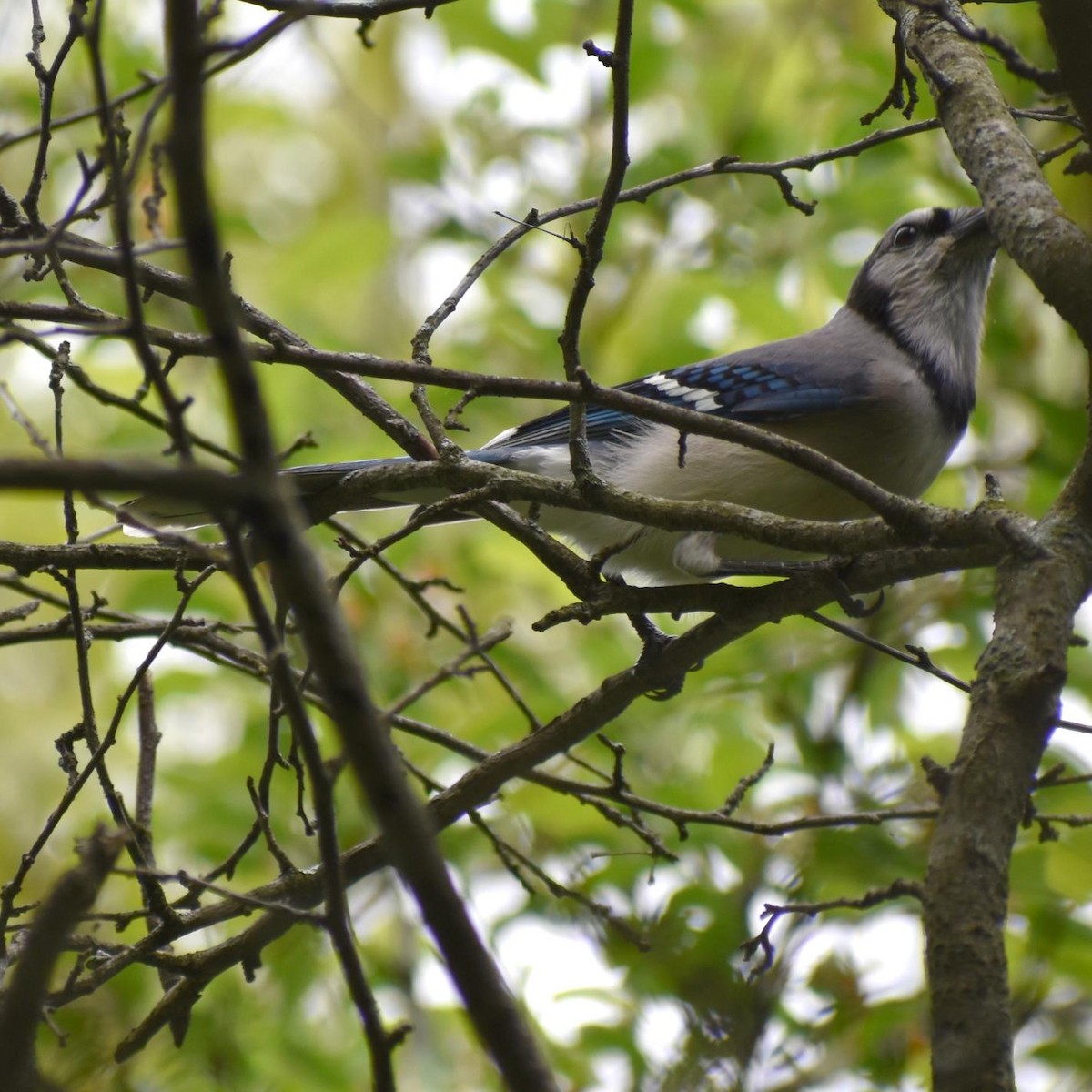 Blue Jay - ML238640151