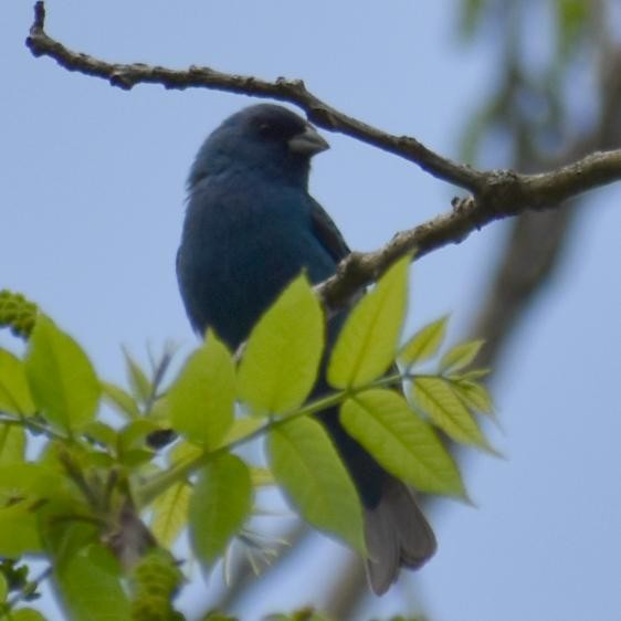 Indigo Bunting - ML238640251