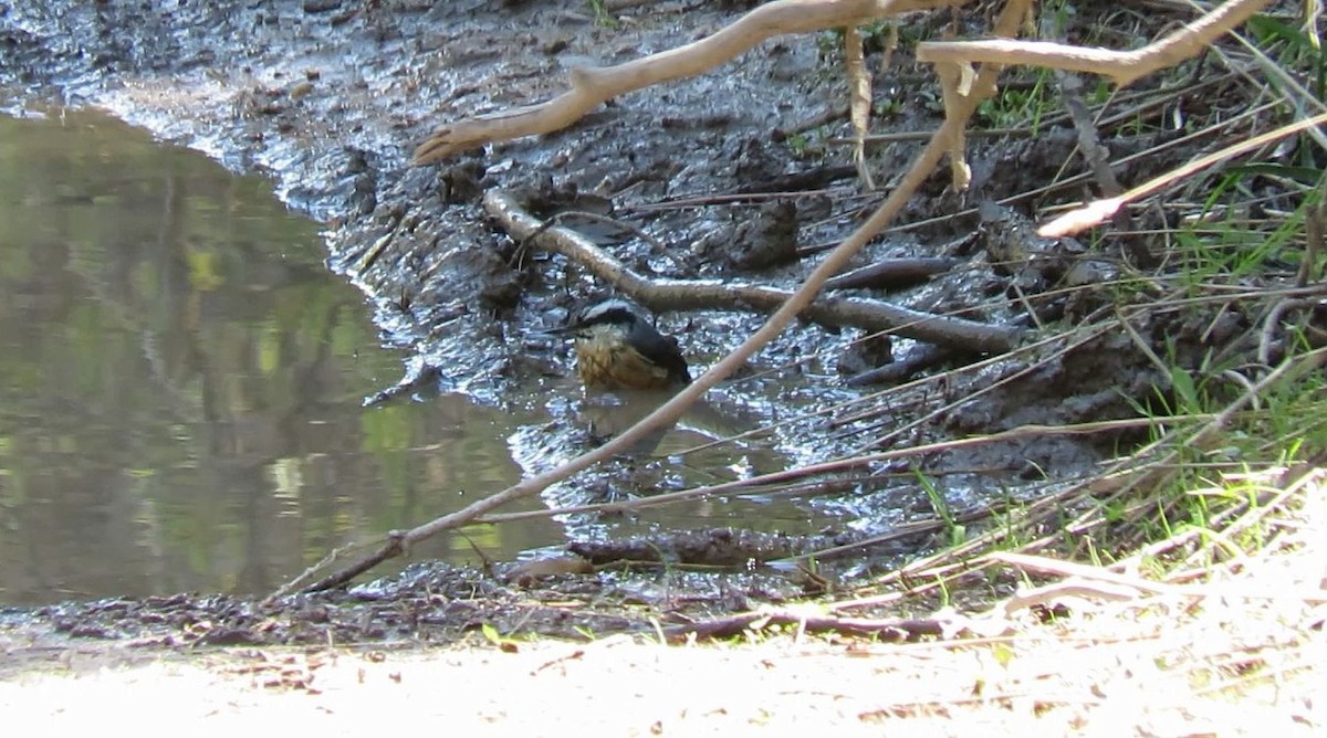 Sittelle à poitrine rousse - ML238641011