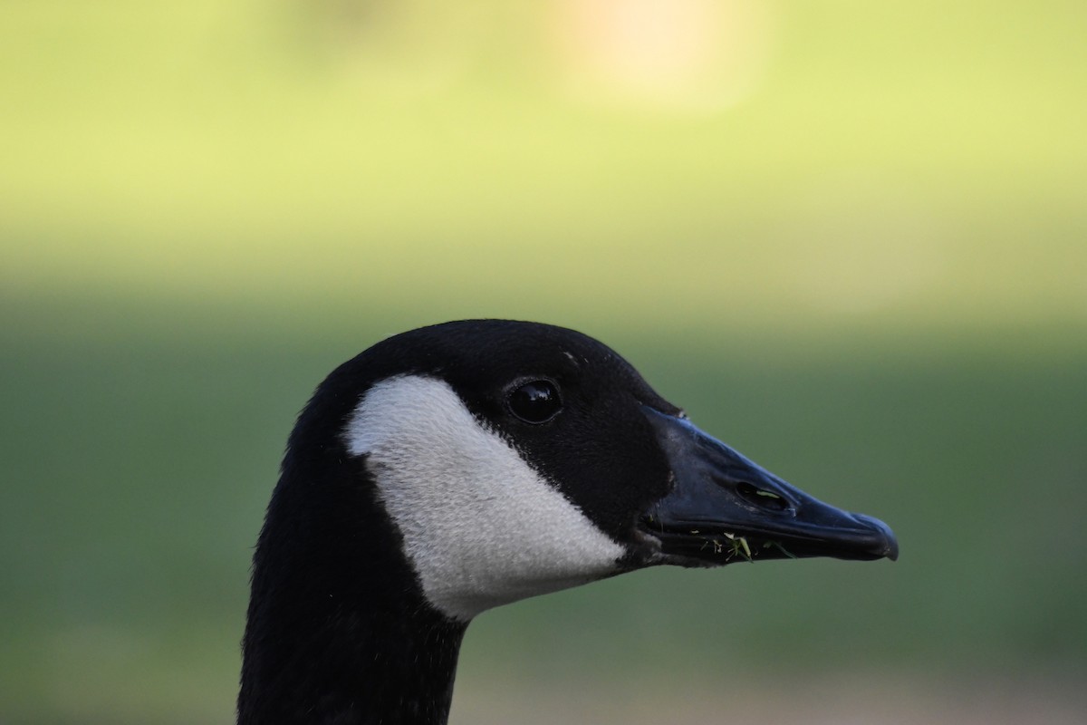 Canada Goose - Katie Warner