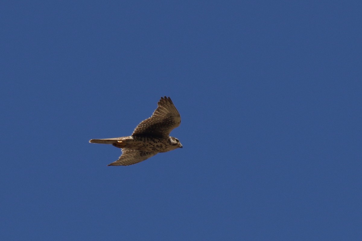 Prairie Falcon - ML238643131