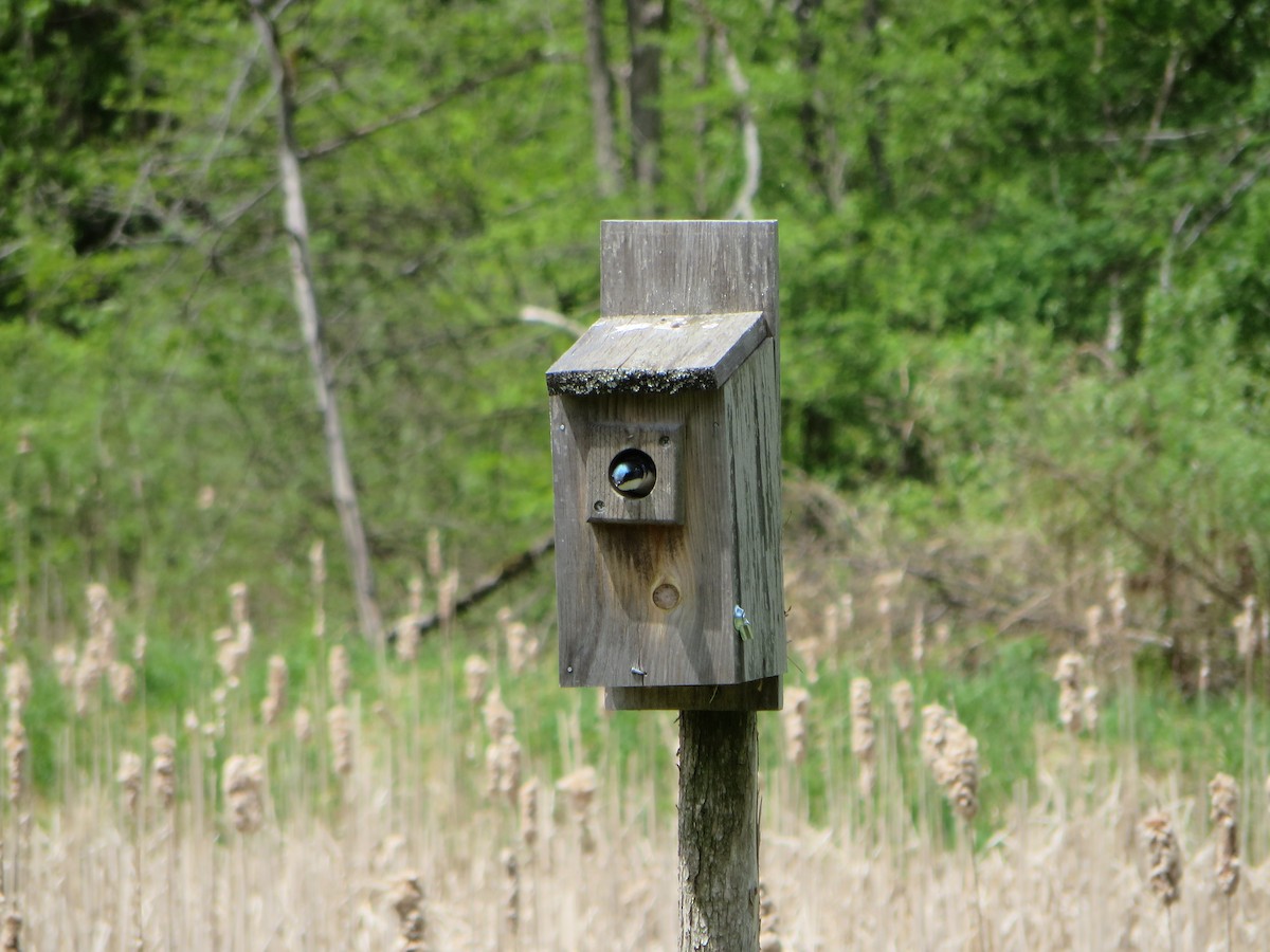 Tree Swallow - ML238643651