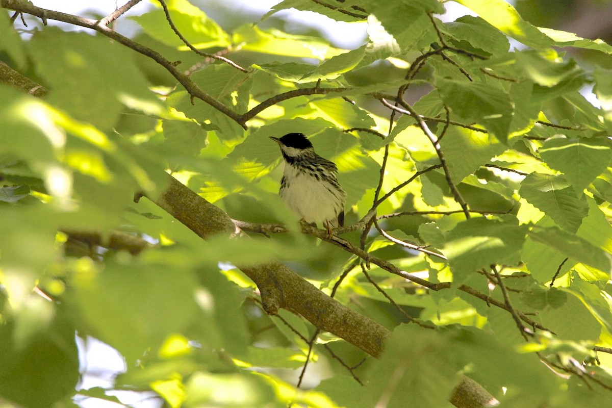 Blackpoll Warbler - Vickie Baily