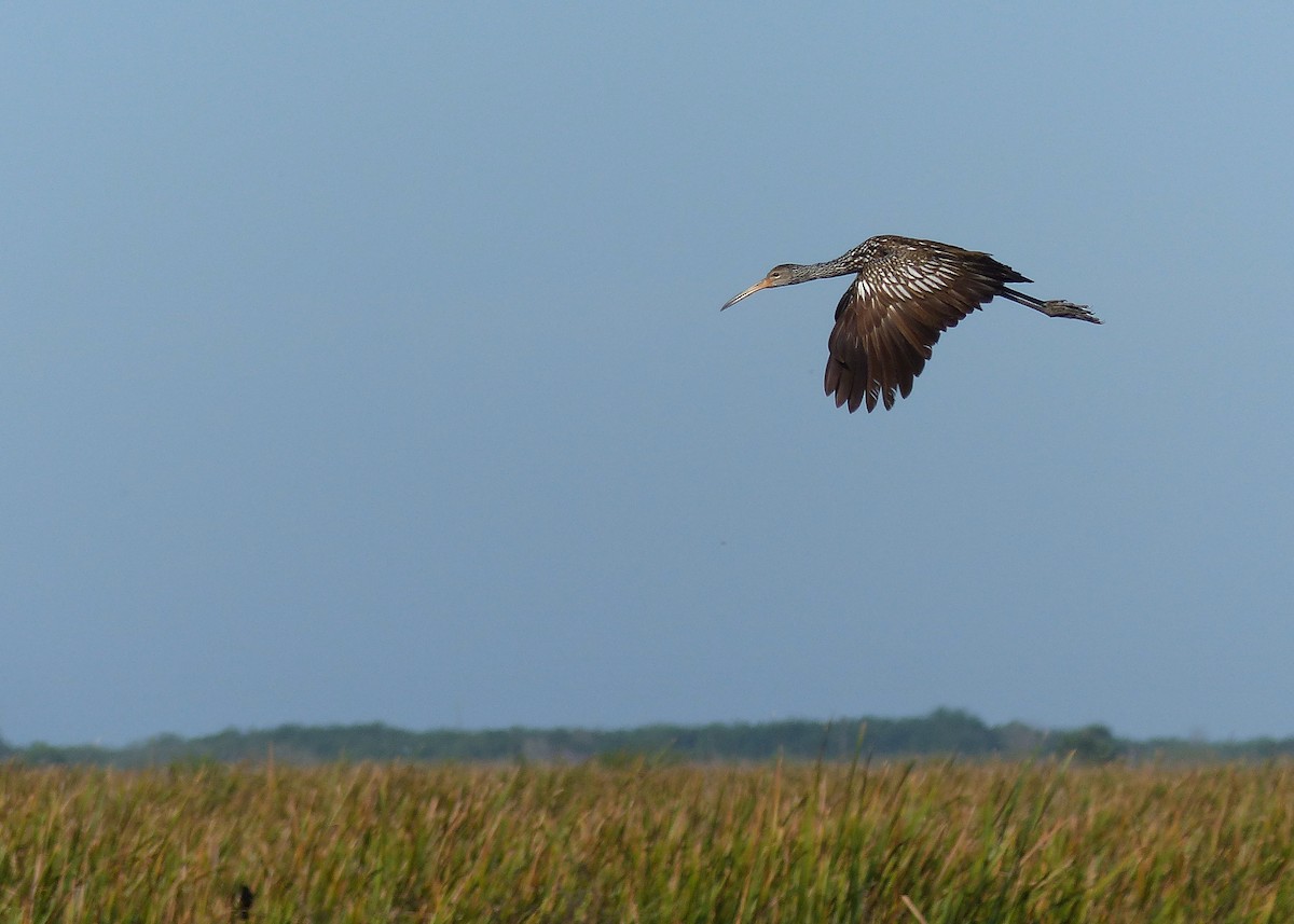 Limpkin - Frank Marenghi