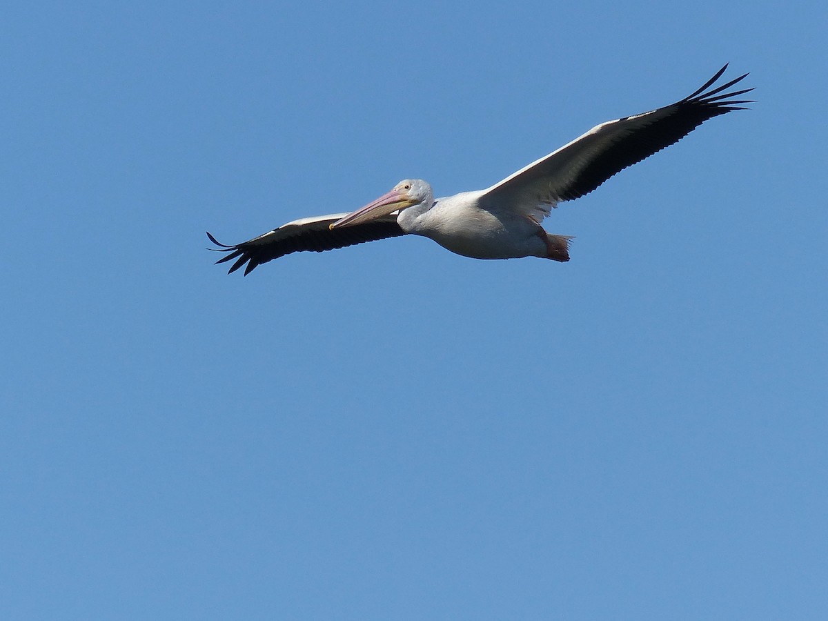 American White Pelican - Frank Marenghi