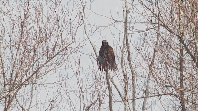 Red-tailed Hawk (Harlan's) - ML238651131