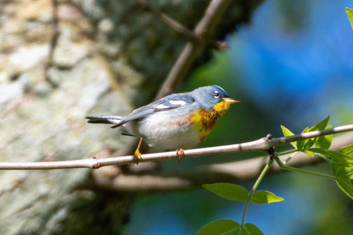 Northern Parula - ML238651831