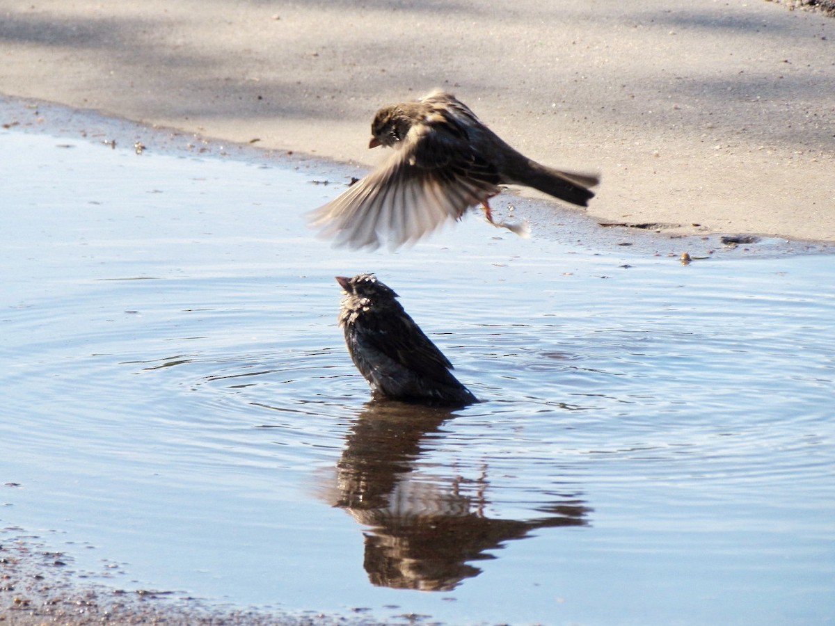 House Sparrow - ML238654221