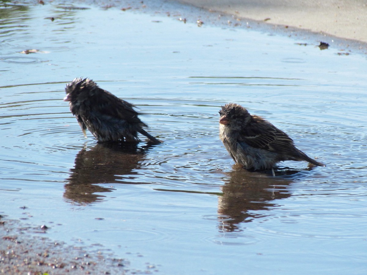 House Sparrow - ML238654231