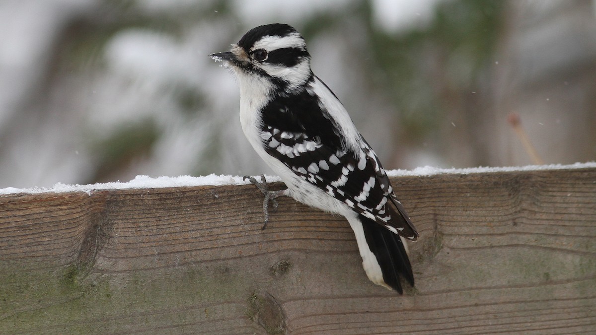 Downy Woodpecker - Daniel Jauvin